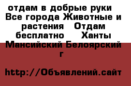 отдам в добрые руки - Все города Животные и растения » Отдам бесплатно   . Ханты-Мансийский,Белоярский г.